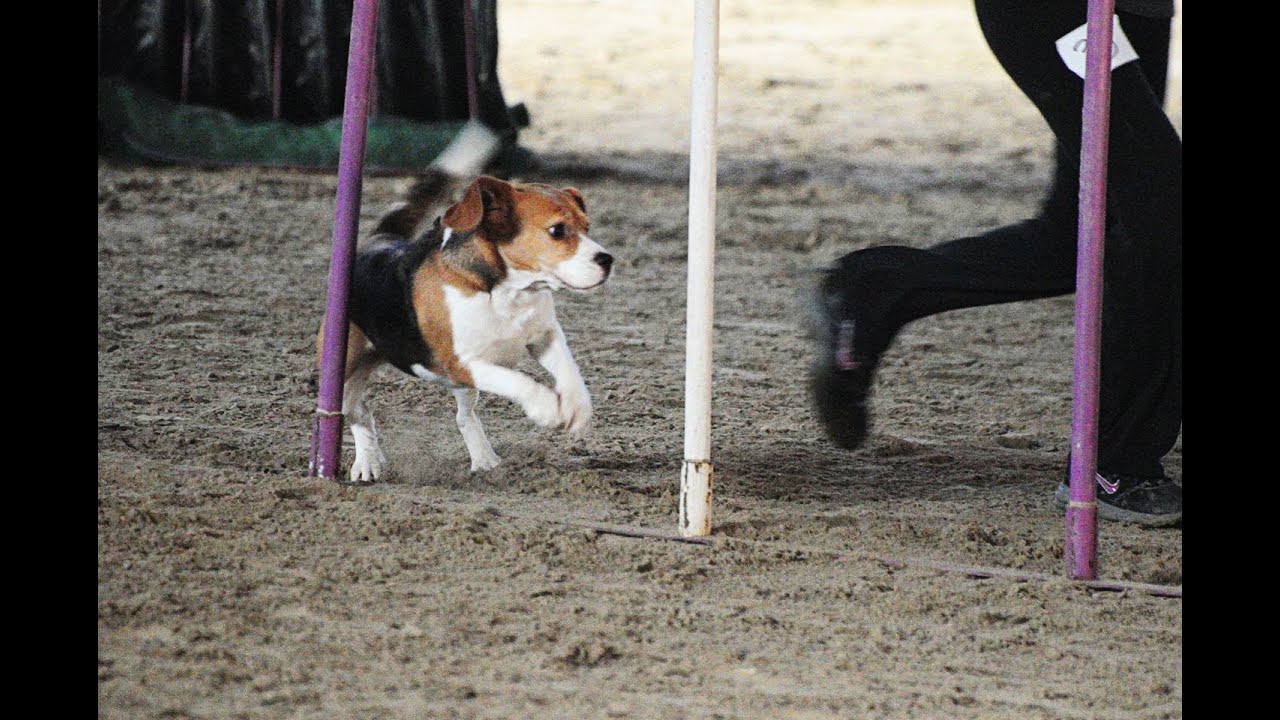 Beagle Dona Agility 1St Place