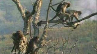 Maymun Maymunu Beceriyo