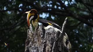 Male Great Hornbill  Mar 2024  Western Ghats