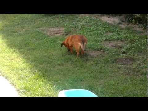 Szotyi, The Dog