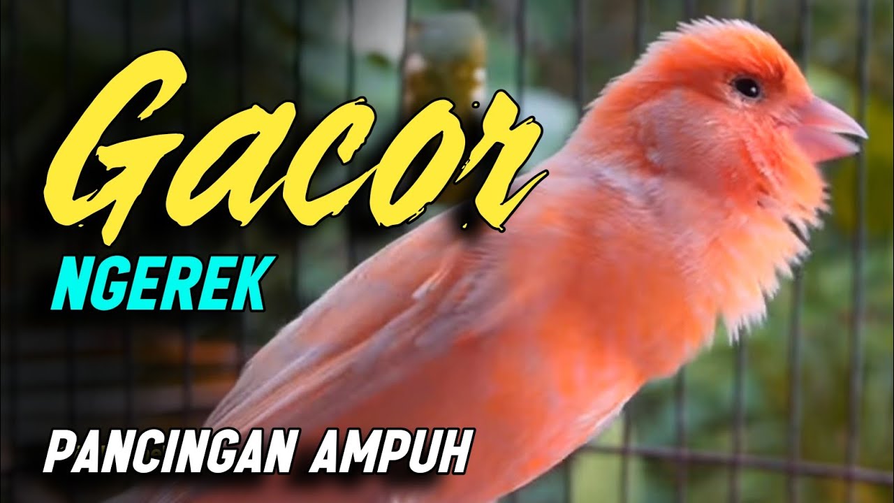 #006 Kenari Gacor Panjang Rol Rapat | Burung Kenari Bernyanyi, Canario Belga