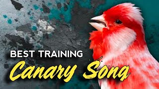 #006 Canary Singing Training | Belgian canary singing makes your canary sing non-stop 