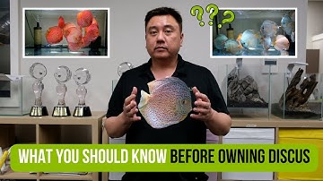 What you should know before owning Discus | A beginner