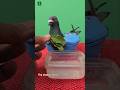 Racing kabootar care tips #pigeon #shorts