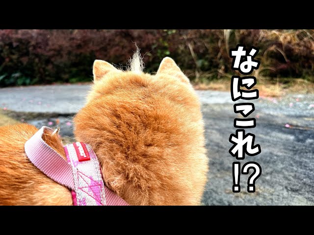 変なアンテナをつけてお散歩に出かけてしまう柴犬Shiba Inu Goes for a Walk with an Antenna