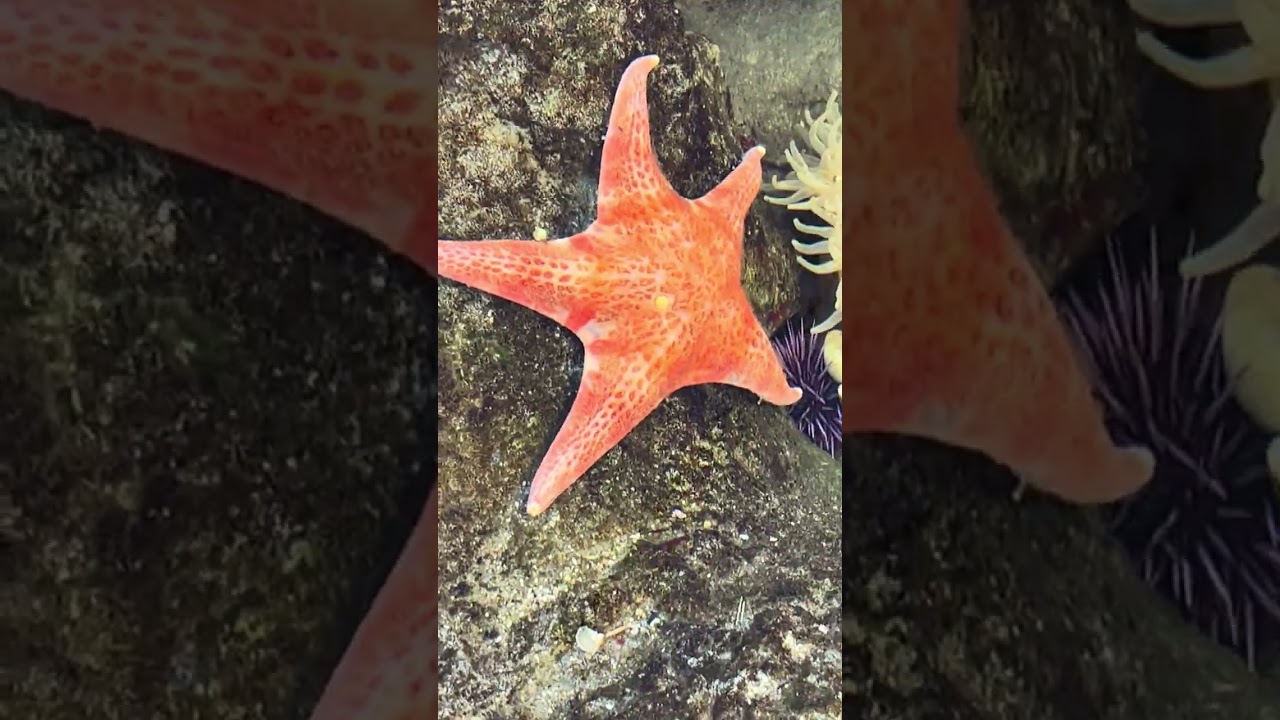 Aquarium of the Pacific Starfish, Sea Anemone and More Sea Creatures ￼