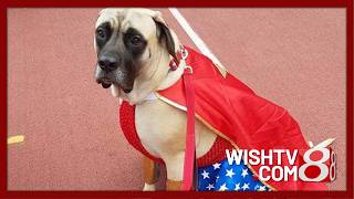 Keeping our pets safe this Fourth of July