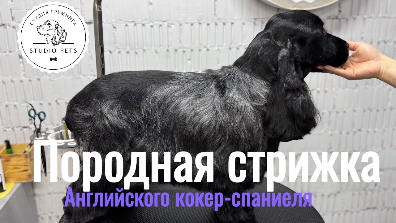 ПОРОДНАЯ СТРИЖКА АНГЛИЙСКОГО КОКЕР-СПАНИЕЛЯ/ ГРУМИНГ СПАНИЕЛЯ/ МАСТЕР-КЛАСС