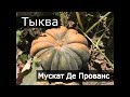 Тыква Мускатная прованская. Мускат Де Прованс. Краснодарский край.