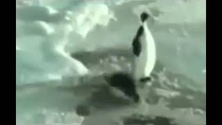 Pingg smacking Pingu