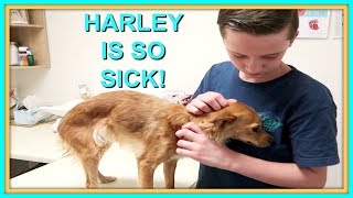 ... harley is really sick and we take her to the vet. will she make it
through night? you not believe how got so sick. p...