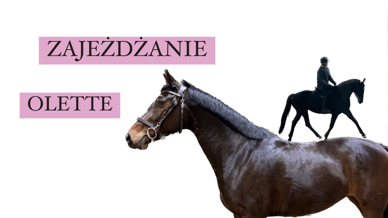 zajeżdżanie młodego konia ! jak pracować z młodziakiem od zera?