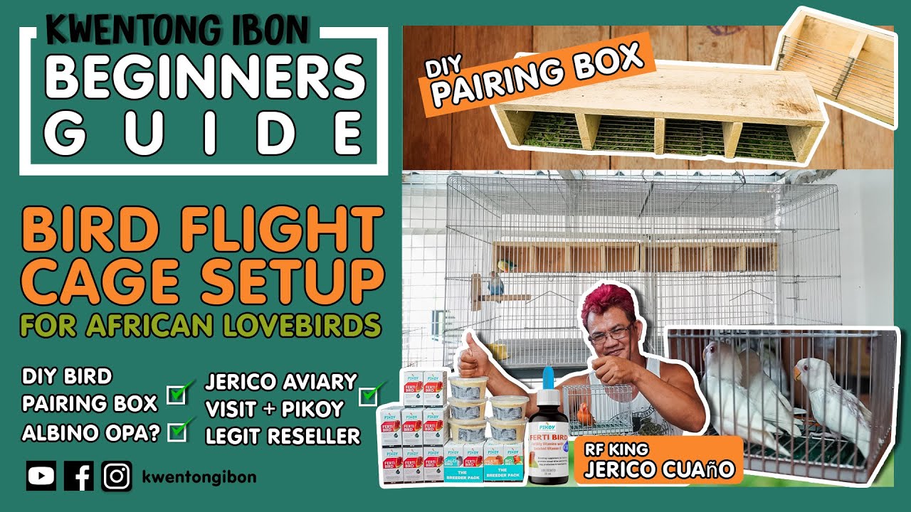 BIRD FLIGHT CAGE SETUP | DIY PAIRING BOX | HOW TO DISTINGUISH IF ALBINO OPALINE?