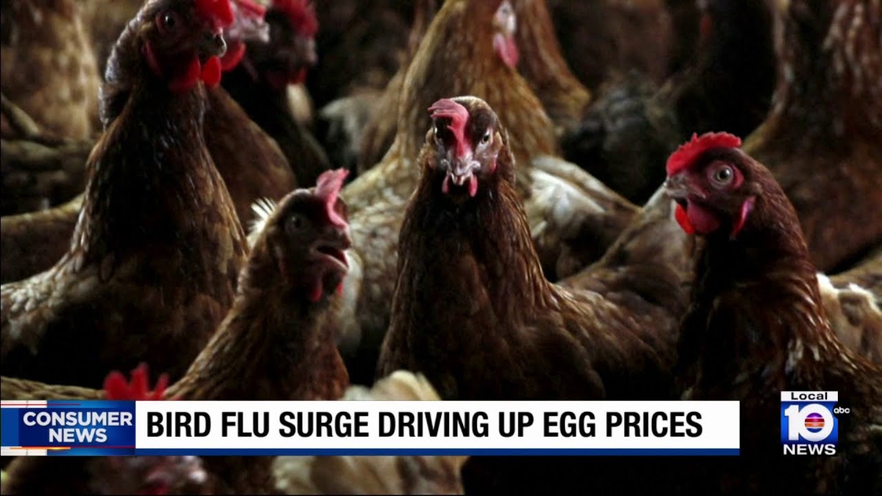 New bird flu causing egg prices to rise - YouTube