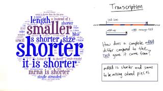 Transcription - Tales from the Genome