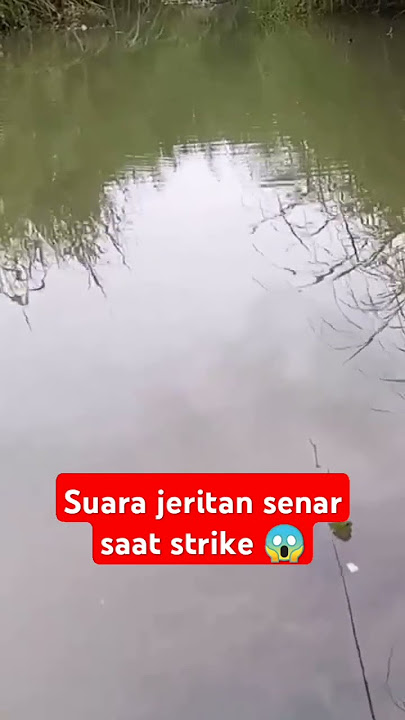 Download lagu Mancing ikan nila liar dan terdengar Suara jeritan senar 😱 #mancing#mancingmania#ikan#fishing