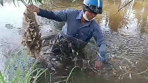 HQC VLog | Giang lưới hai phân rửi trên ruộng trúng đậm - Gỡ mỏi tay