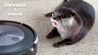 Otter Worried About Roomba Stuck Under a Chair