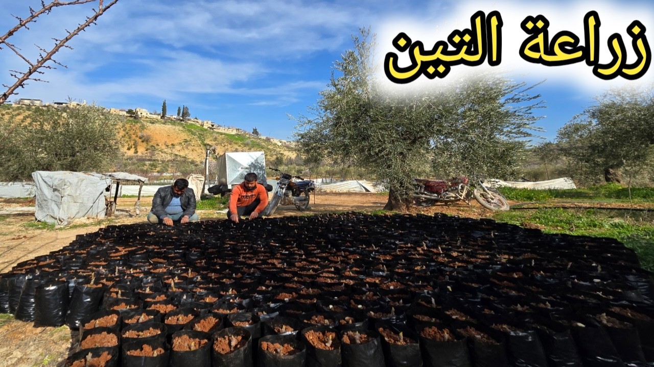 ساعدنا إيحو بزراعة التين | طريقة سهلة و ناجحة | زراعة قلم التين في الأكياس | تابعوا للأخير❤️