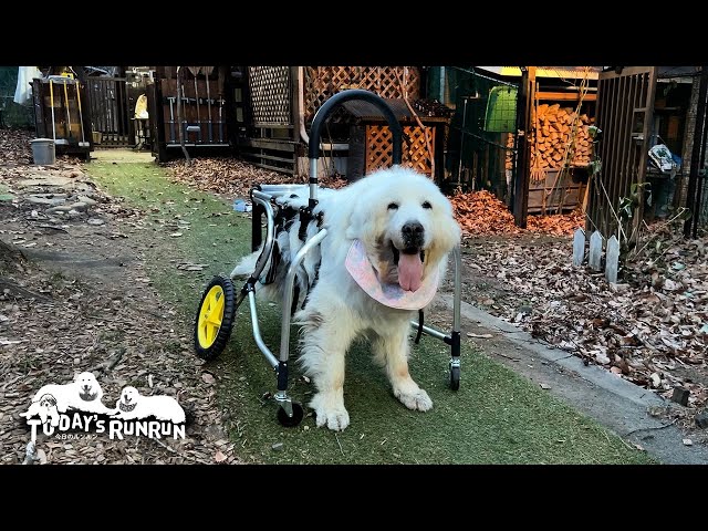 Runrun, a Great Pyrenees dog, has started practicing walking in a
