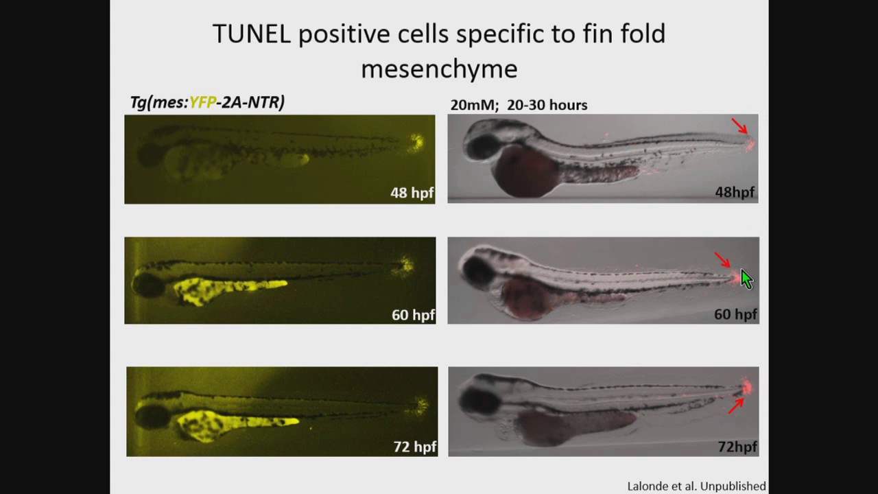 R Lalonde: Regulation of actinodin1 in embryonic fins via tissue-specific cis-acting regulatory elem