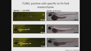 R Lalonde: Regulation of actinodin1 in embryonic fins via tissue-specific cis-acting regulatory elem Wealth