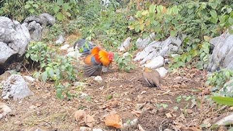 Bẫy gà rừng mái gọi trống như thế này là OK quá ae.cuab  qaib qus tuaj zoo li no ma haib tiag tiag