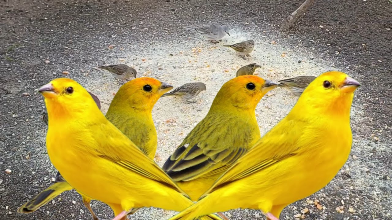 Canário da terra junto 