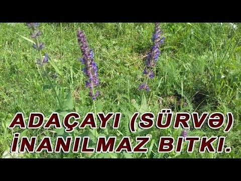 Video: Adaçayı Və Salviya - əkizlər Və Qardaşlar, Salviya Növləri