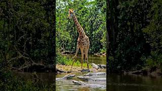 giraffe drinking the water..Zarafa video #giraffe #crocodile #wildlife #jungle #aishorts
