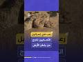 رعب في إسرائيل الثعابين تخرج من باطن الأرض