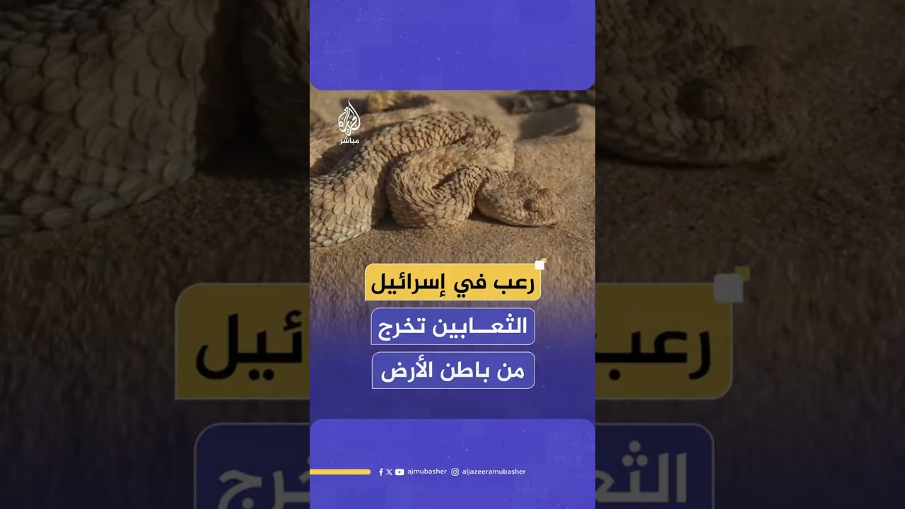 رعب في إسرائيل الثعابين تخرج من باطن الأرض