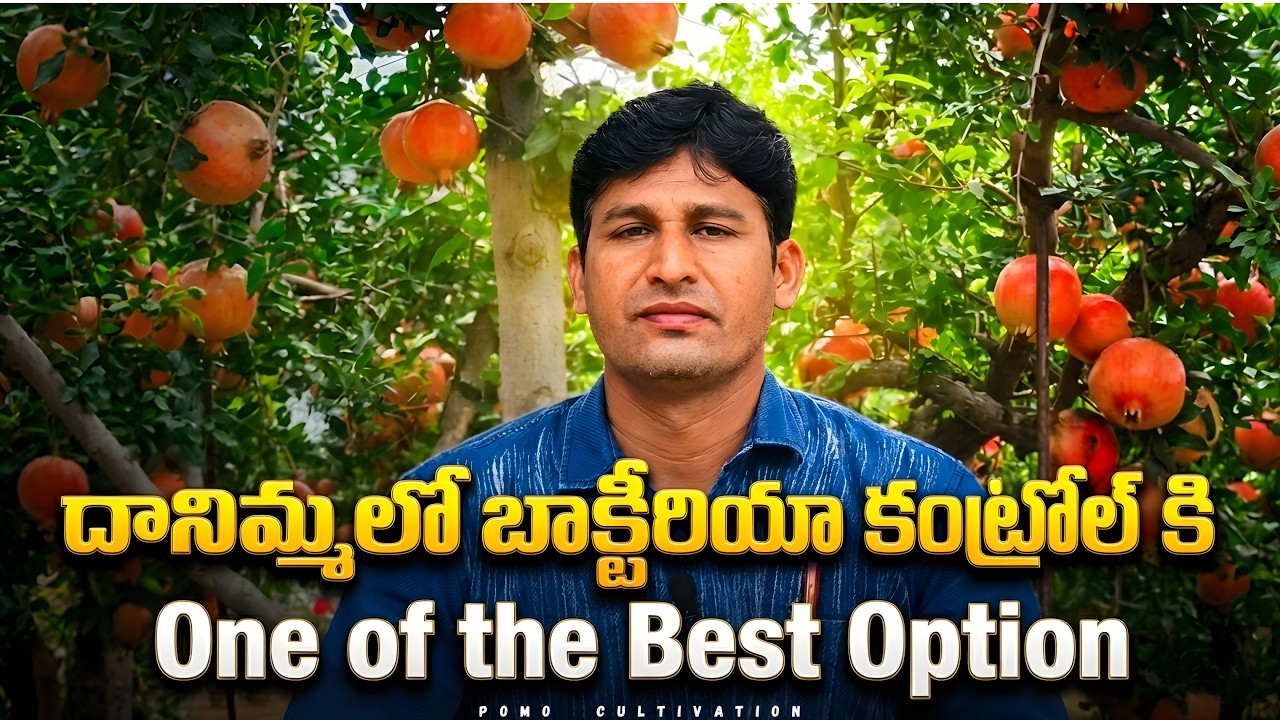 దానిమ్మలో  బాక్టీరియా కంట్రోల్ కి One of the Best option ???