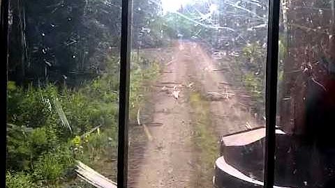 madill 3800c feller buncher walking to next block