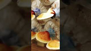 Биохакинг Грибы Mushrooms польза грибов