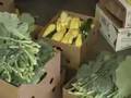 Fresh Roots - Food Bank