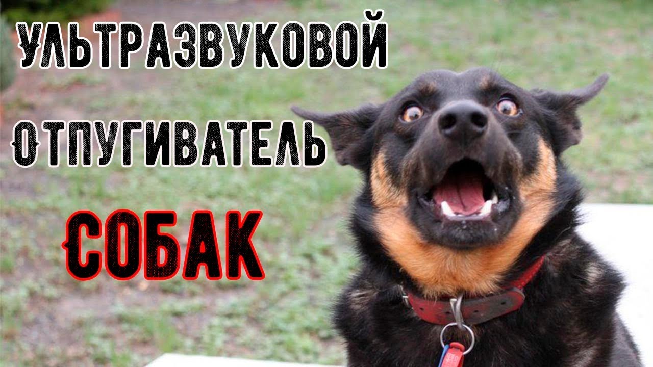 Генератор случайных пород собак