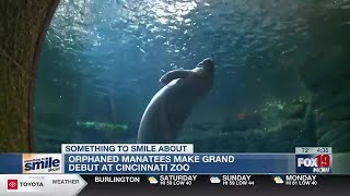 8 manatees from Cincinnati, Columbus Zoo shipped to Florida awaiting their release