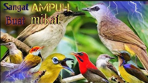 🕊️ Suara Pikat Trucukan Ampuh Kombinasi Burucil Anti Zonk!