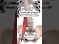 The psoas major creates two joint actions. One is hip flexion, what is the other?