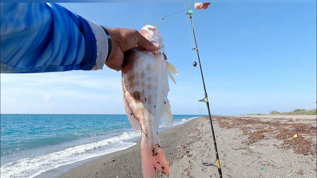 Lane snapper catch n cook (curry fish & pumpkin takari)🇯🇲