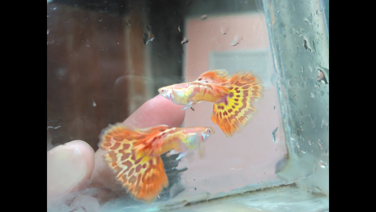 GUPPY CONTEST / KONTES GUPPY di CITRALAND TEGAL 30 JULI