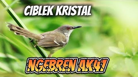 MASTERAN CIBLEK KRISTAL NGEBREN AK47 PLUS SUARA AIR 