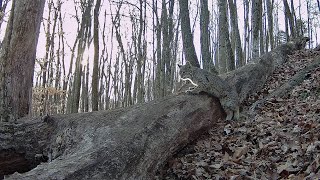 Bobcat, lame raccoon: KY trail cam critters