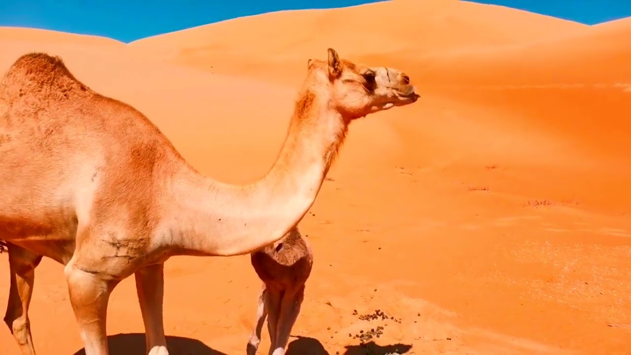 Nursing time. Camel & calf in the Empty Quaters of UAE