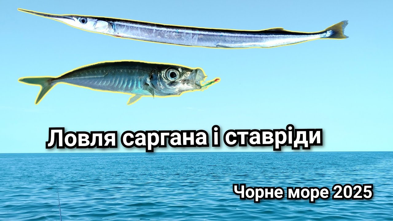 Ловимо саргана і ставріду в Чорному морі.Самодур на ставріду.