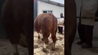 Cihan Besicilik kurban 2026