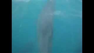 Dolphins in front of Drowned Caye in Belize, C.A. where Treasure Cove Belize is being constructed