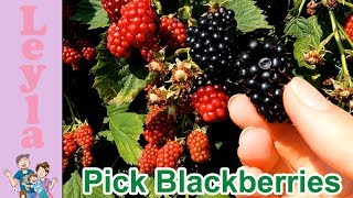 How to Pick Blackberries and When are Blackberries Ripe to Pick