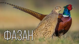 Pheasant: Feathers of luxury. The Grace and Beauty of Pheasants | Interesting facts about pheasants